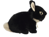 Bunny Netherland Dwarf Black