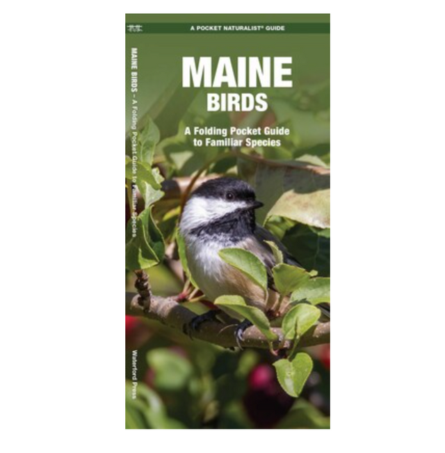 Cover of Maine Birds pocket guide showing a chickadee perched among green leaves and branches