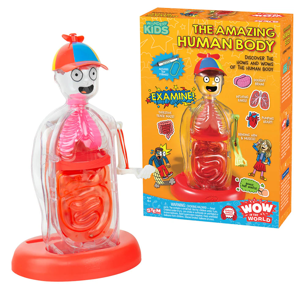 Transparent human body model toy with colorful organs and red base next to bright educational box packaging