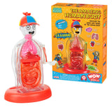 Transparent human body model toy with colorful organs and red base next to bright educational box packaging