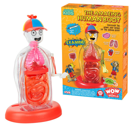 Transparent human body model toy with colorful organs and red base next to bright educational box packaging