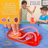 Children playing with a clear anatomical model showing a bending arm and a hands-on heart pumping demonstration