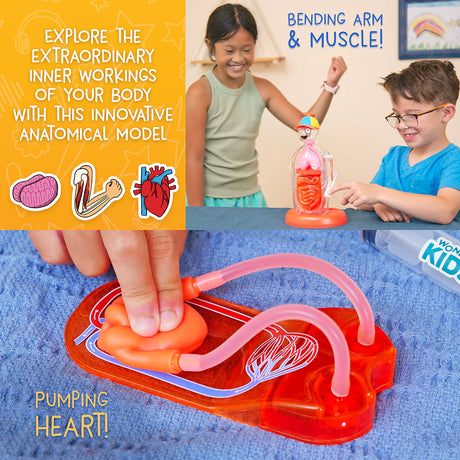 Children playing with a clear anatomical model showing a bending arm and a hands-on heart pumping demonstration