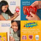 Girl playing with glowing skeleton and inflating lungs models alongside hands holding red digestive tract maze toy