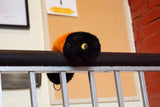 Soft Wooly Bear Caterpillar plush keychain with weighted design and shifty embroidered eyes resting on metal railing