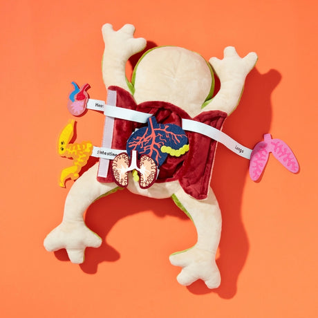 Froggie Dissection Lab