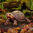 Box Turtle Puppet with a realistic patterned shell in a leafy forest setting