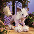 Chinese Crested Dog Puppet featuring a fluffy white dog with pink skin and oversized paws