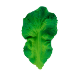 Natural Teether | Kendell the Kale