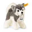Husky Bernie plush dog with soft grey and white fur, friendly face, and soulful eyes, Steiff original collectible toy.