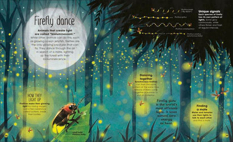 Brilliant Book of Bugs showing glowing fireflies in a forest night scene with educational insect facts.
