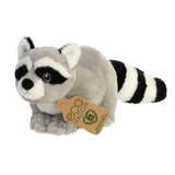 Raccoon Eco