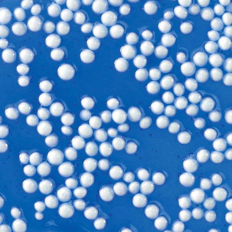 Close-up of blue Popp'n Crackle'N Kraken Thinking Putty with white tentacle-like beads for popping and cracking play.