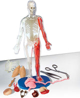 Squishy Human Body clear model with removable organs, bones, muscles, and tools for hands-on anatomy learning.