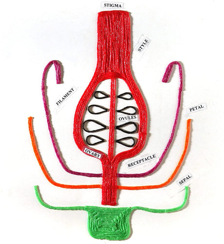Wikki Stix Primary Pack floral structure model with labeled parts in red, orange, pink, green sticks on white background
