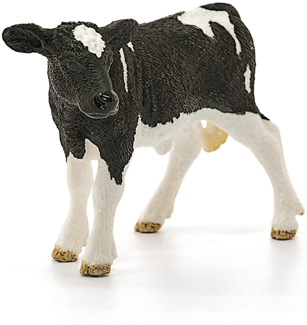 Holstein Calf