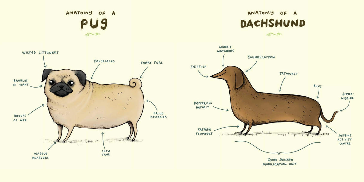 Animal Anatomy