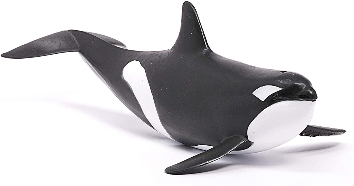 Orca Whale