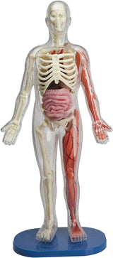 Squishy Human Body model showing clear plastic anatomy with bones, muscles, and internal organs for educational use.