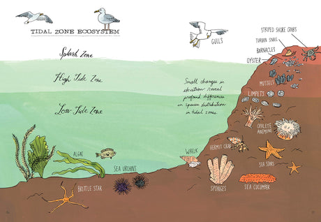 Ocean Anatomy illustration showing tidal zone ecosystem with labeled sea creatures, algae, and seagulls in a coastal habitat.
