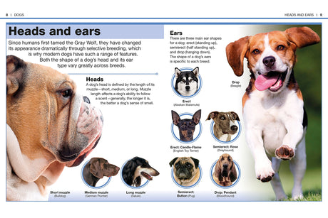 Pocket Genius Dogs showing dog breeds’ head shapes, ears types, and descriptive anatomy with photos and illustrations.