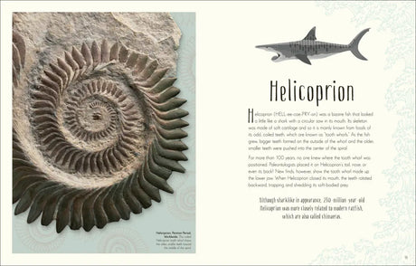 Dinosaurs & Other Prehistoric Creatures book page showing Helicoprion fossil and illustration of prehistoric shark.