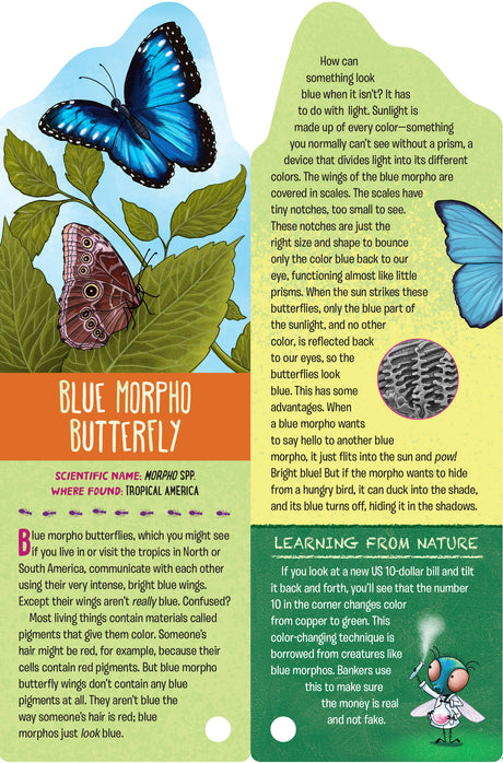 Fandex Kids: Bugs showing colorful Blue Morpho Butterfly facts and learning from nature sidebar for kids.