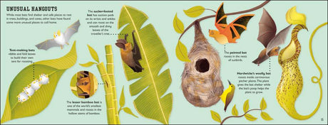 The Bat Book showing colorful illustrations and facts about various bats and their unique habitats and behaviors.