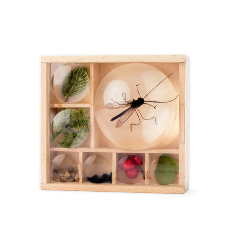 Huckleberry Bug Box with 7 compartments and magnifying lenses for observing insects and natural finds.
