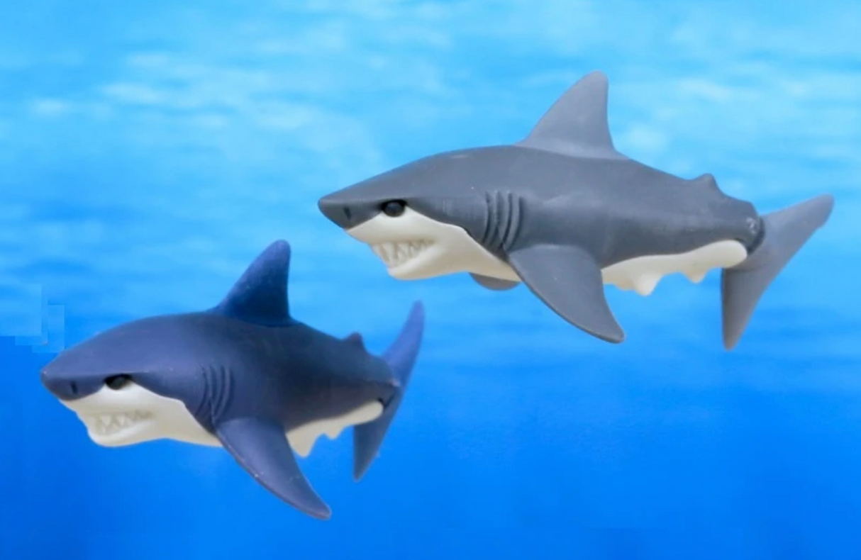 Japanese Eraser Shark