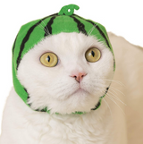 White cat wearing a green watermelon fruit hat with strap for a secure fit, Cat Cap Blind Box Fruit product.