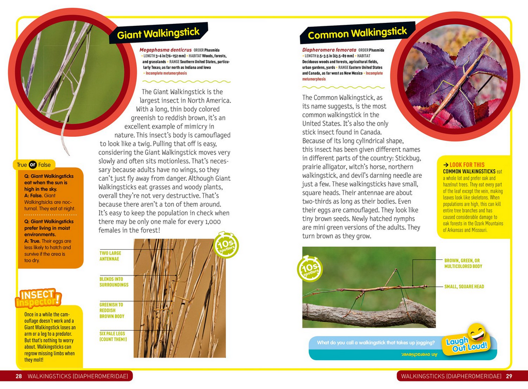 Kids Field Guide: Insects