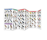 Pocket Maine Birds Guide showing colorful illustrations of over 140 bird species in a durable, folding laminated pamphlet.