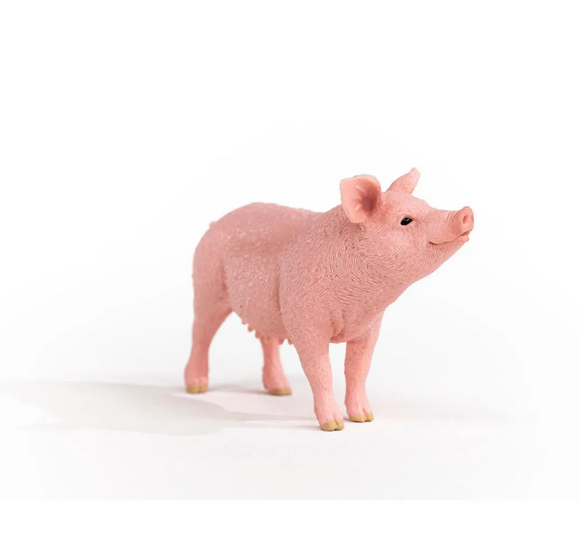 Pig