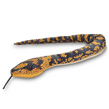 Jungle Carpet Python Snake