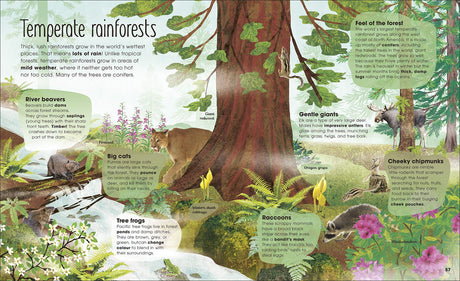 Magic and Mystery of Trees book illustration showing temperate rainforest animals and tree ecosystem details.