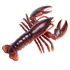 Lobster