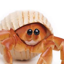 Hermit Crab close-up showing detailed shell and eyes, 4.72 W x 2.56 H, non-toxic and BPA free, ages 3 and up.