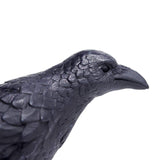 Raven