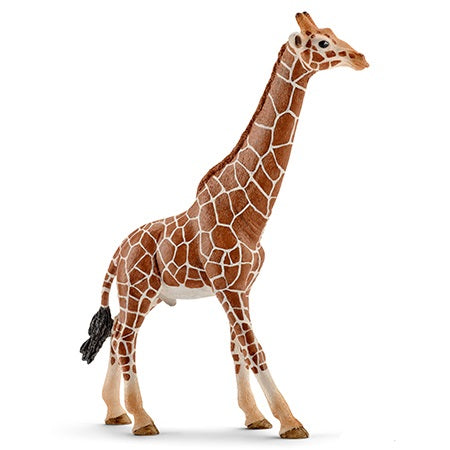 Giraffe Male