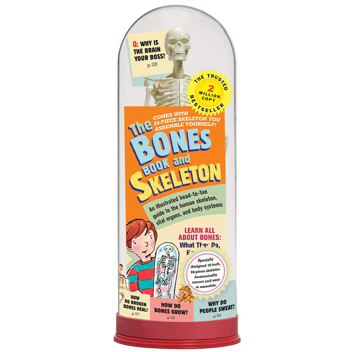 The Bones Book and Skeleton